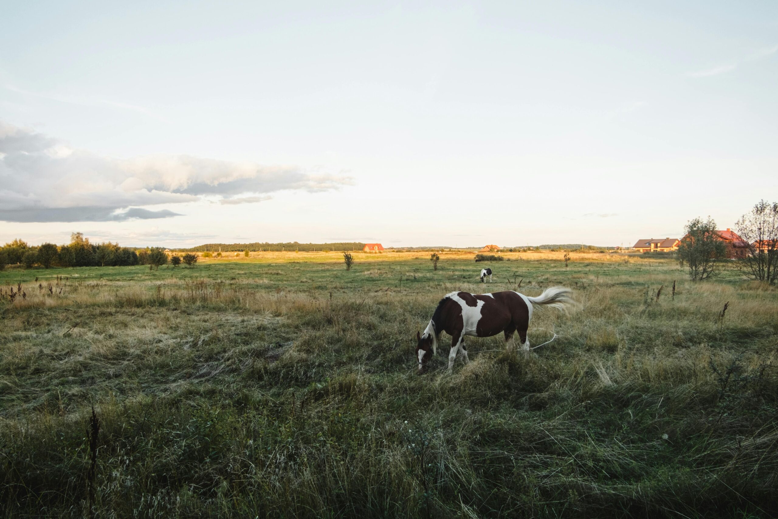 A Pickup Truck, a Horse, and Uncle Dan: A Lesson in Fearless Fundraising